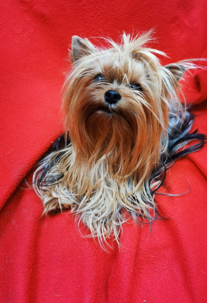 Les Yorkshire Terrier de l'affixe De L'ange Blanc