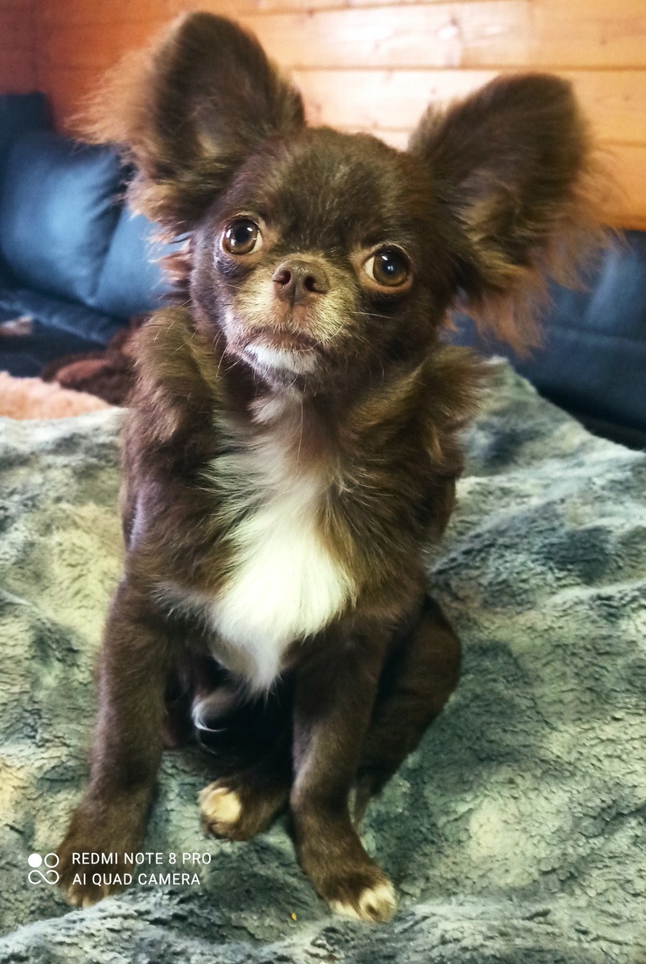 Ustiti Des Pattounes Douces