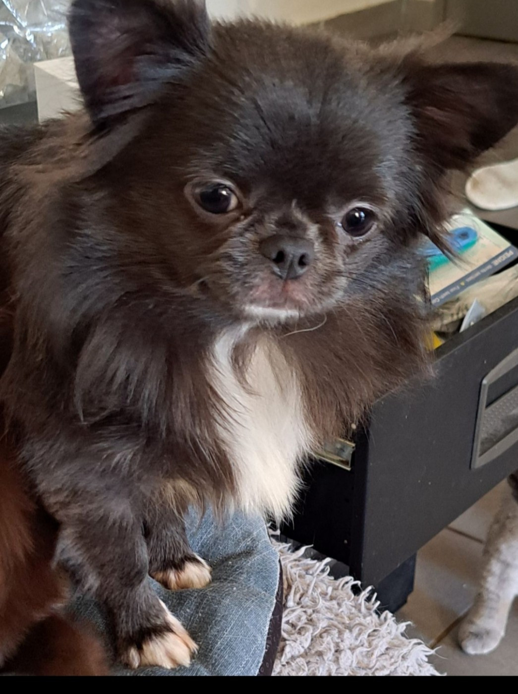 Valentine Des Pattounes Douces