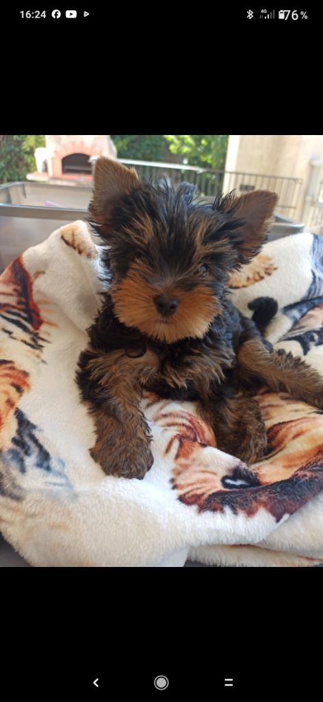 Aiko De L'ange Blanc