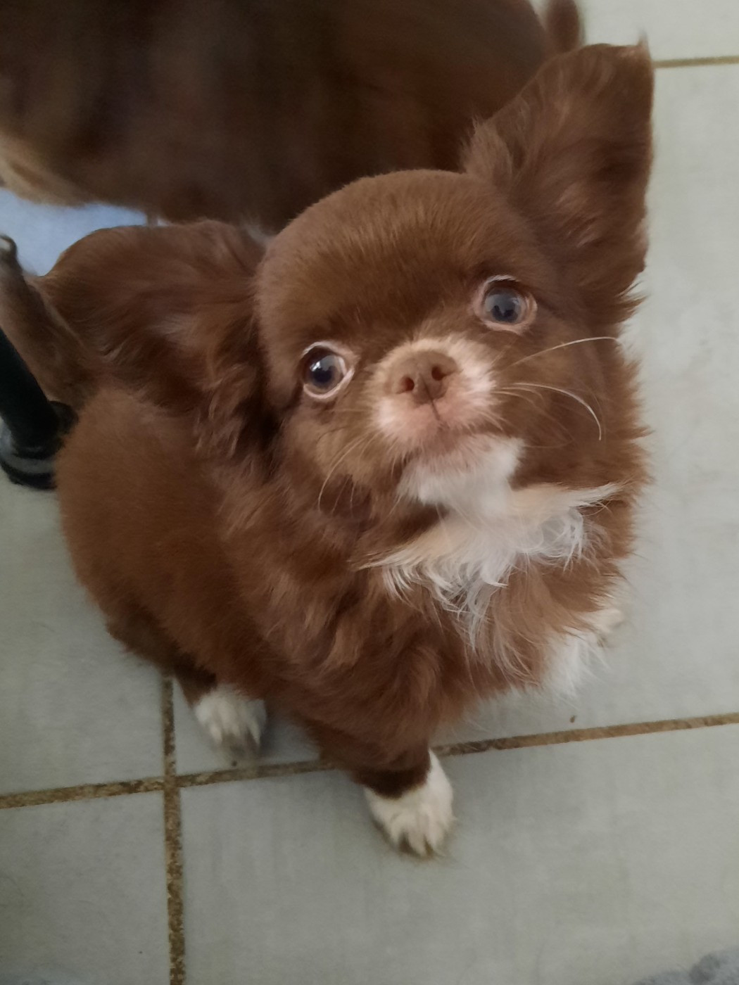 Vds mâles chihuahuas