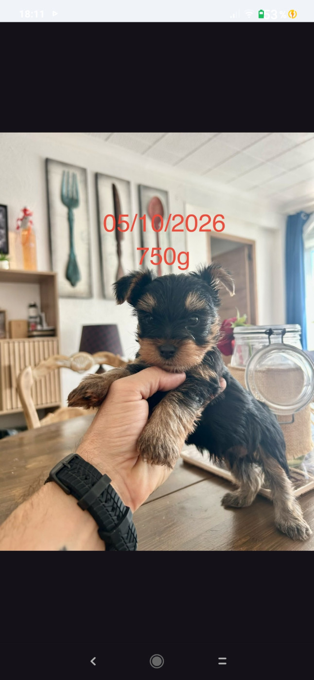 Chiot male